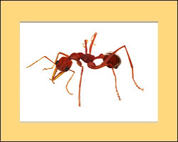 "Red Bull Head Ant"