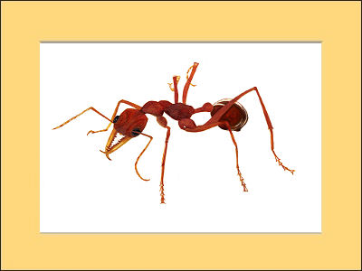"Red Bull Head Ant"